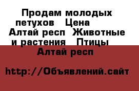 Продам молодых петухов › Цена ­ 400 - Алтай респ. Животные и растения » Птицы   . Алтай респ.